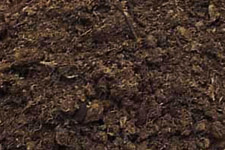 Peat Moss